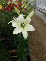 [4080 Sotara VH No01.JPG]